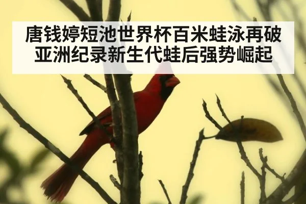 唐钱婷短池世界杯百米蛙泳再破亚洲纪录新生代蛙后强势崛起